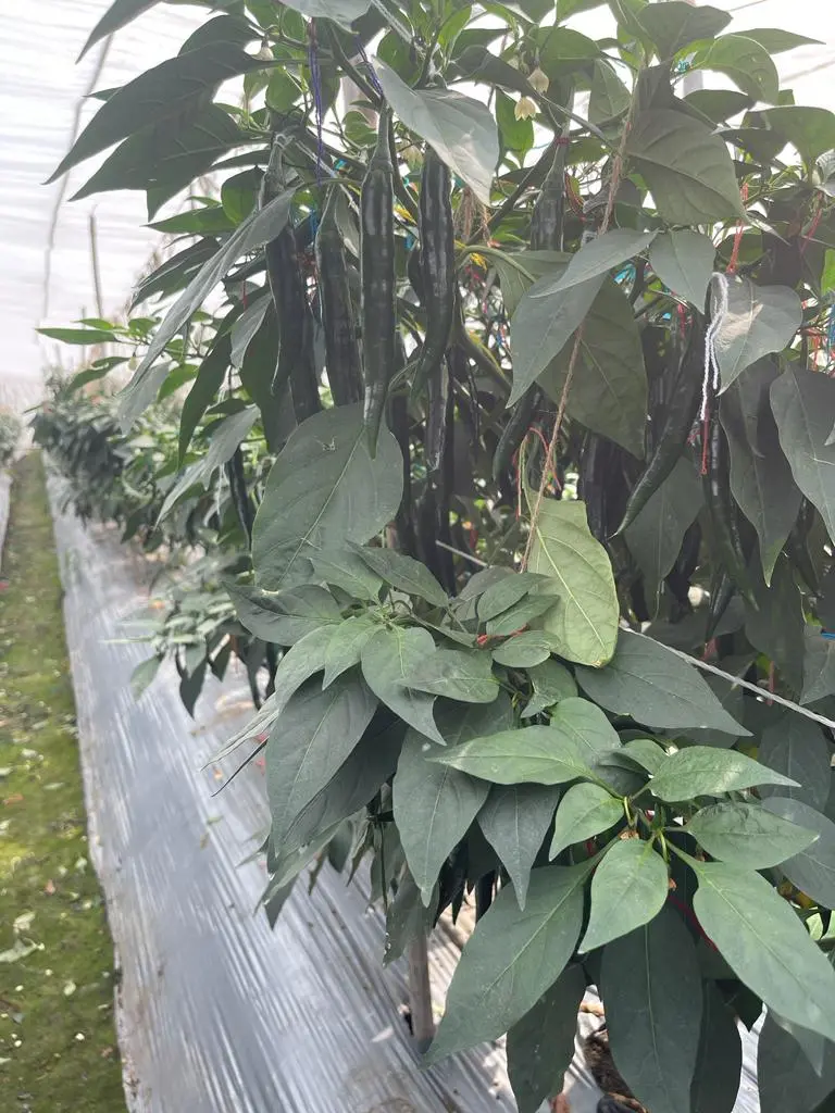 WhatsApp Image 2025-08-05 at 12.28.25_88778ef8.webp