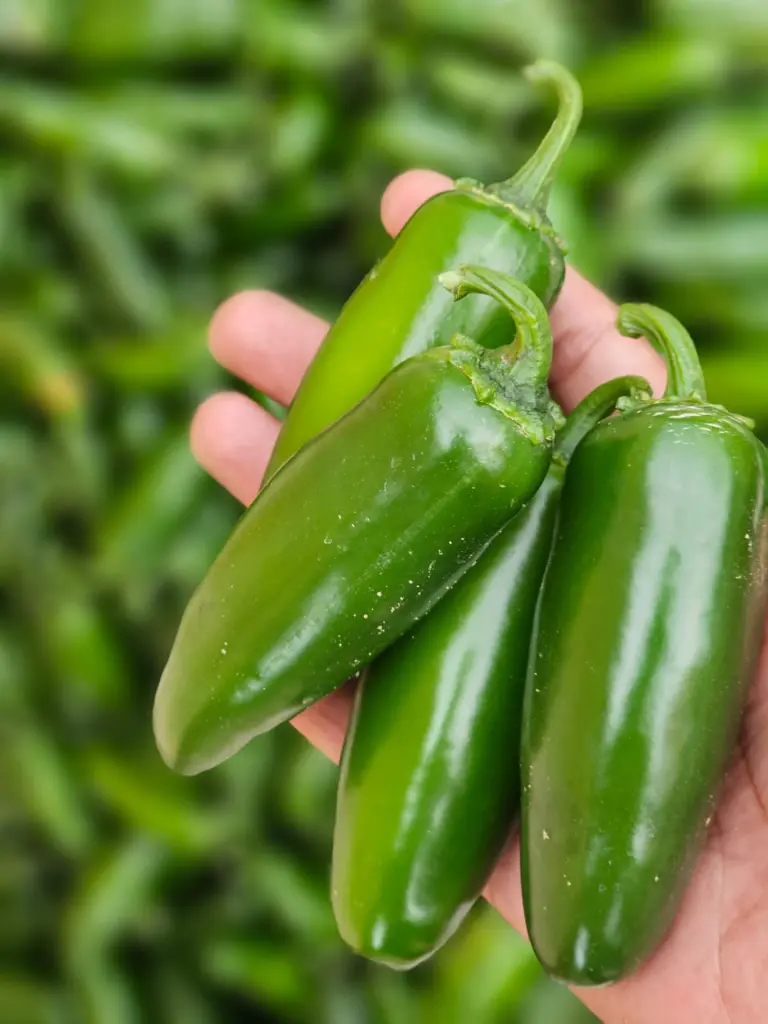 WhatsApp Image 2023-04-19 at 14.17.0.webp