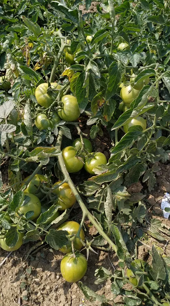 CAM200DFBJAMBO (3).webp