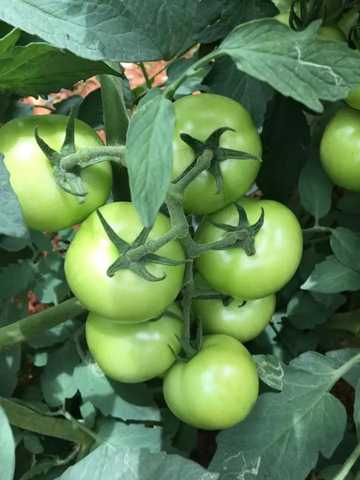 CAM200DFBJAMBO (4).webp