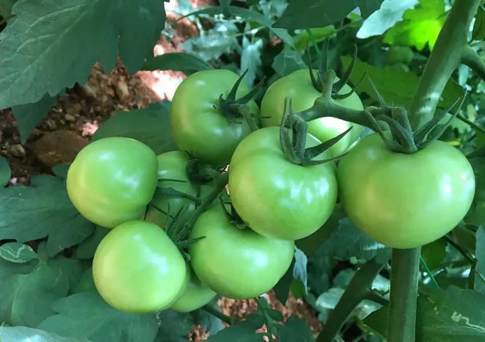 CAM200DFBJAMBO (5).webp