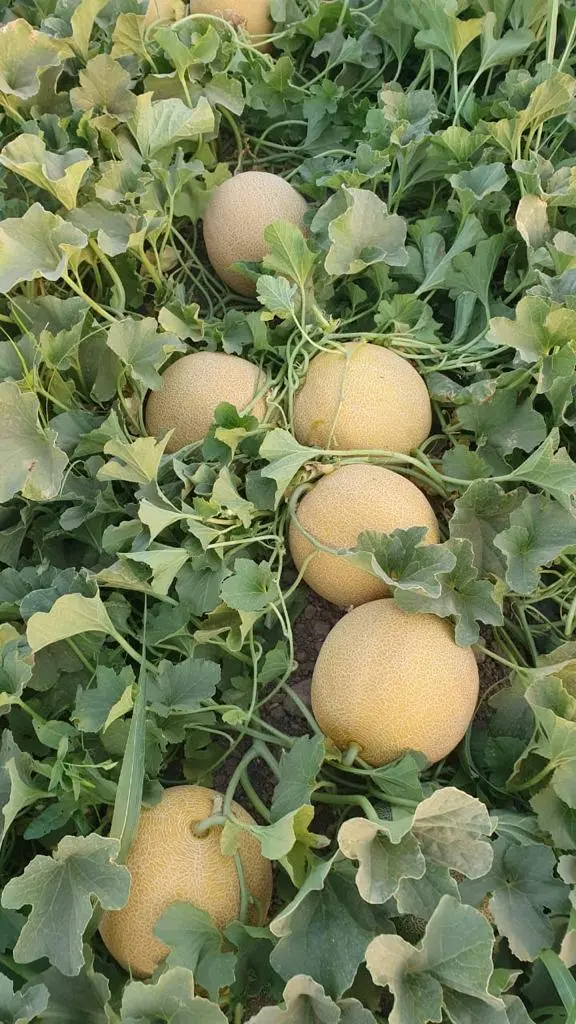 WhatsApp Image 2024-01-15 at 19.15.21_ae781319.webp