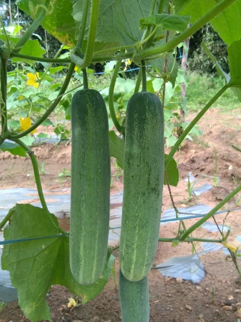 Final cucumber.webp
