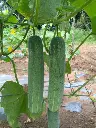 Final cucumber.webp