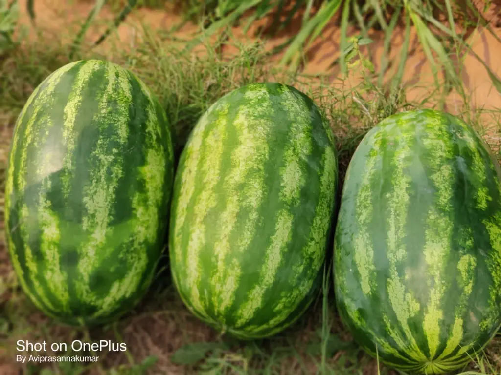 WhatsApp Image 2023-08-17 at 10.32.22.webp