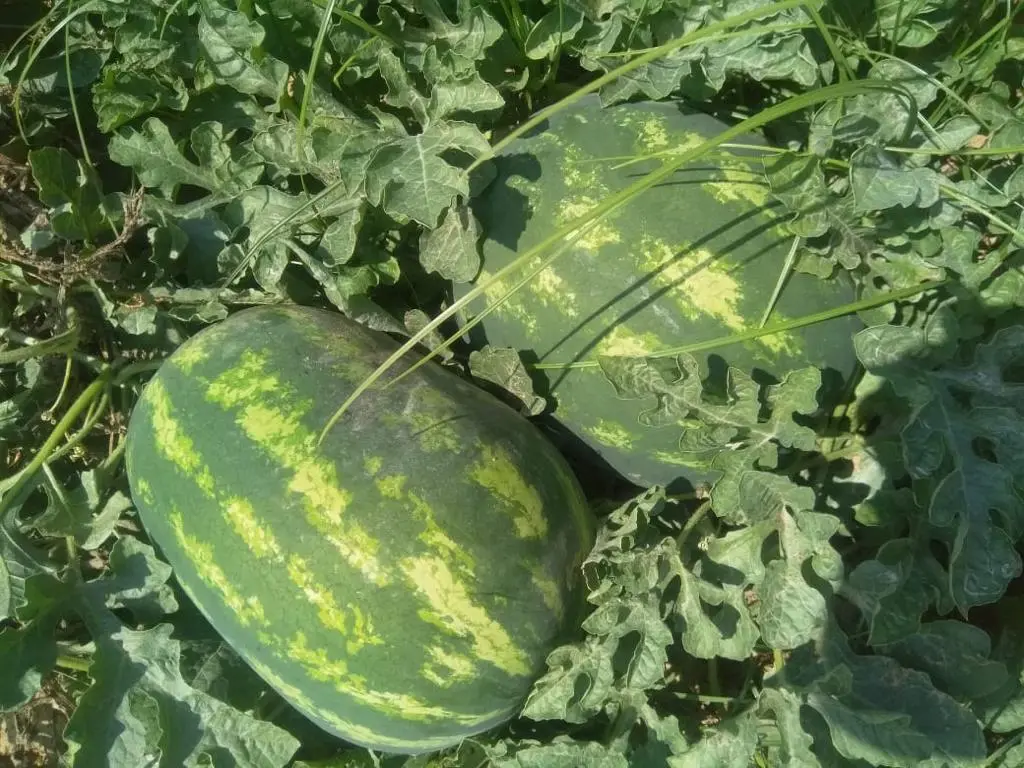 WhatsApp Image 2023-08-17 at 10.32.28.webp