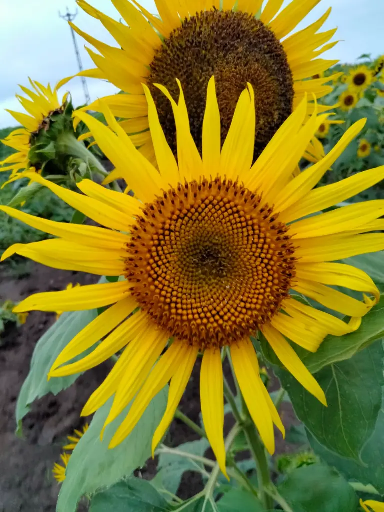 WhatsApp Image 2021-09-20 at 12.51.32 (1).webp