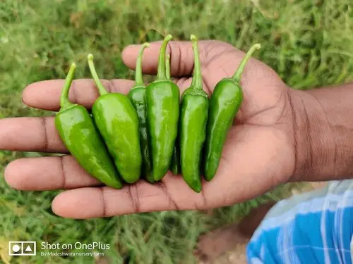 product-jpeg-500x500 (1).webp