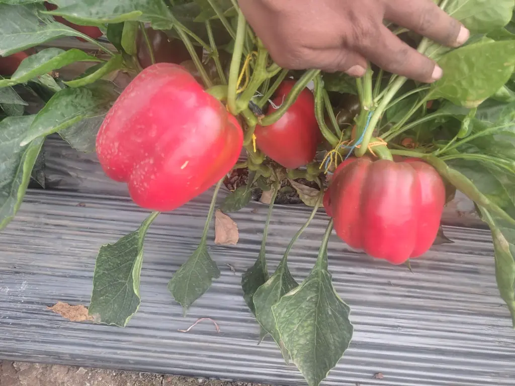 WhatsApp Image 2023-01-26 at 13.58.46.webp