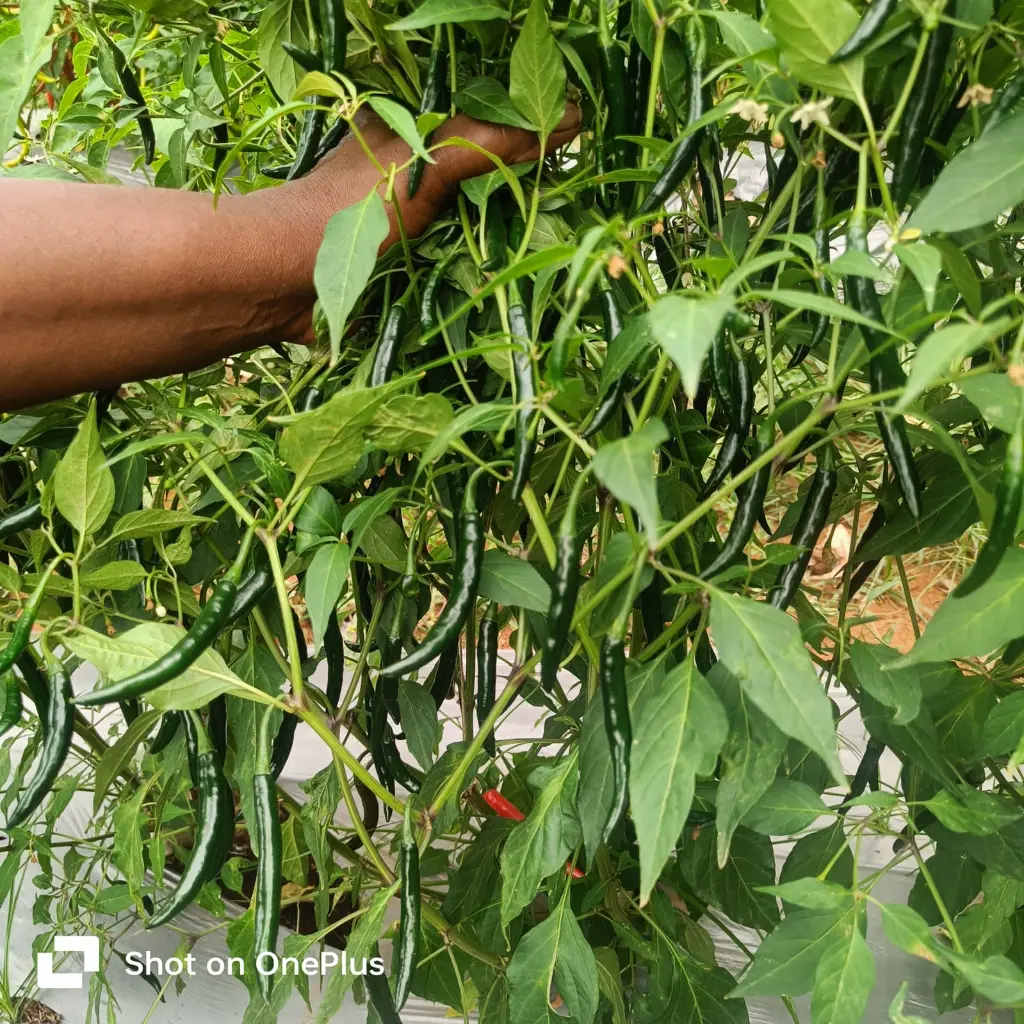 WhatsApp Image 2025-06-20 at 15.48.55_03fec42c.webp