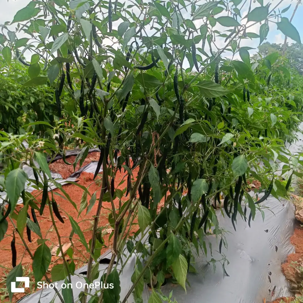 WhatsApp Image 2025-06-22 at 10.16.01_920a7250.webp