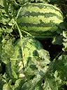 FB_IMG_1519997974375.webp