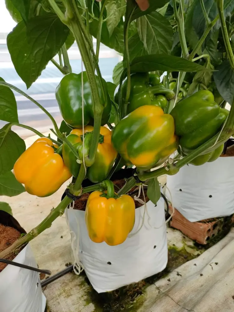 WhatsApp Image 2022-12-22 at 09.42.08.webp