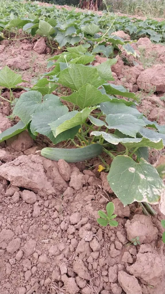 WhatsApp Image 2024-08-30 at 10.15.10_dcad6fcd.webp