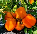 orange bull.webp