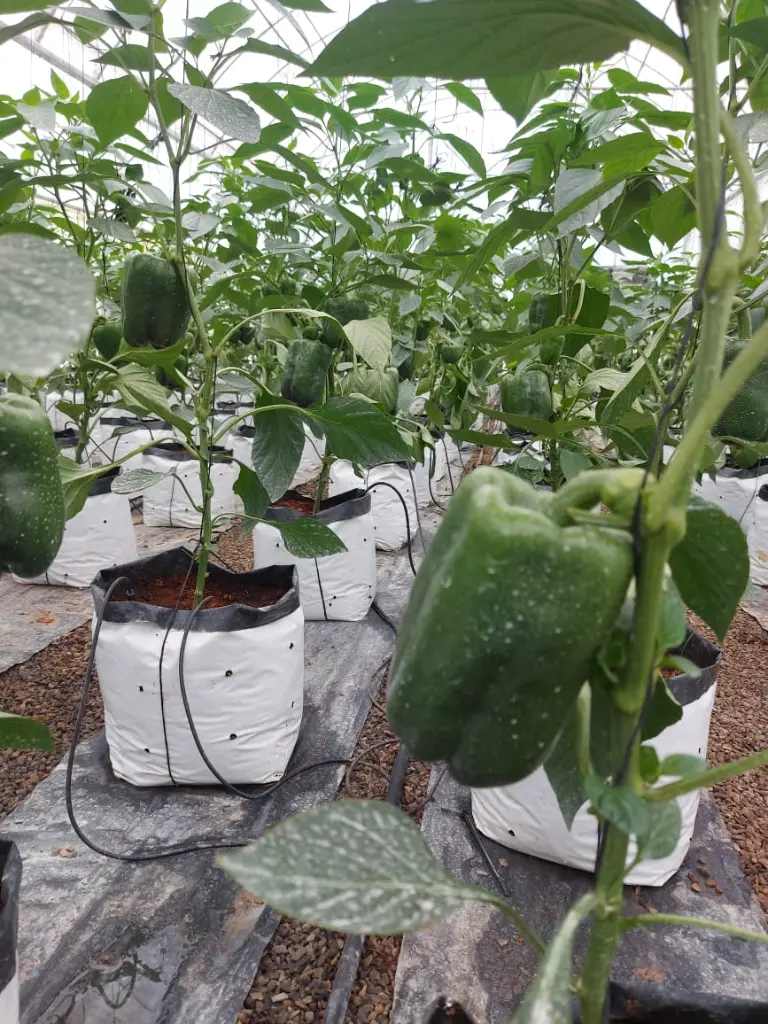 WhatsApp Image 2024-03-19 at 15.01.42_4be22f5e.webp