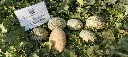 IMG_20240517_163720.webp