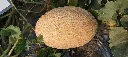 IMG_20240517_163747.webp