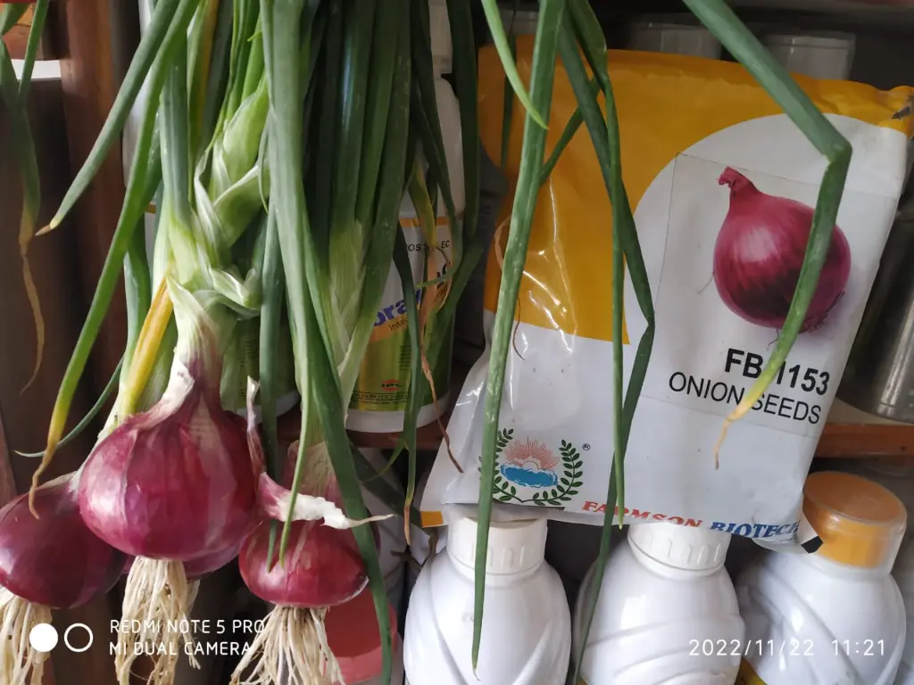 onion 1153.webp