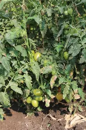 ABHIONE (5).webp