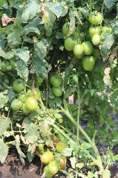 ABHIONE (3).webp