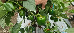 IMG-20250602-WA0007.webp
