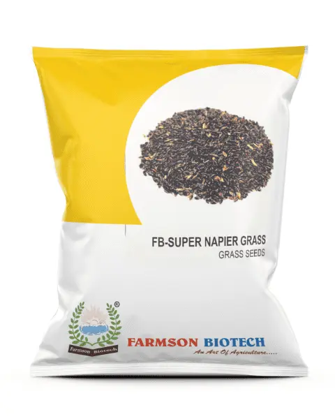 FB-SUPER NAPIER GRASS SEEDS (500 Gm)