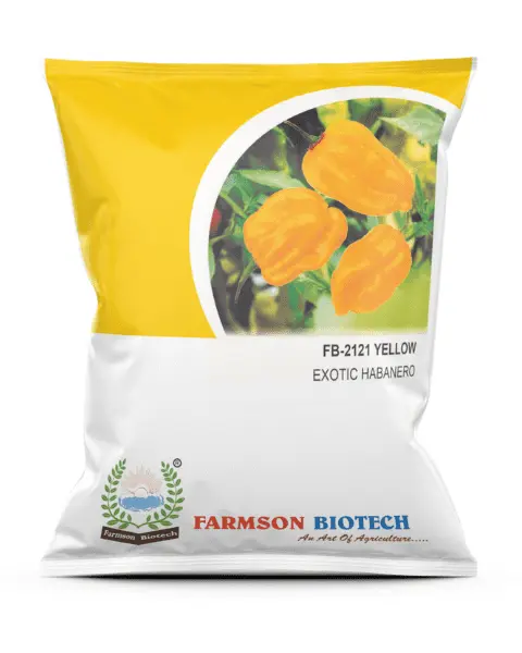 FB-2120 YELLOW HABANERO CHILLI SEEDS (VERY HOT) (10 Gm)