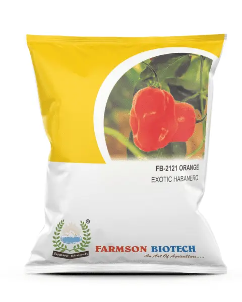 FB-2122 ORANGE HABANERO CHILLI SEEDS (VERY HOT) 