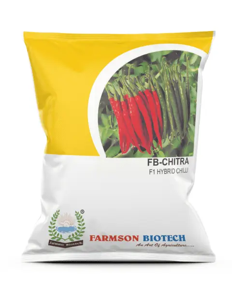 FB-CHITRA F1 HYBRID CHILLI SEEDS (DUAL PURPOSE)