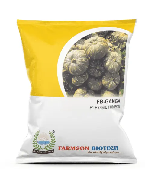 FB-GANGA F1 HYBRID PUMPKIN SEEDS (25 Gm)