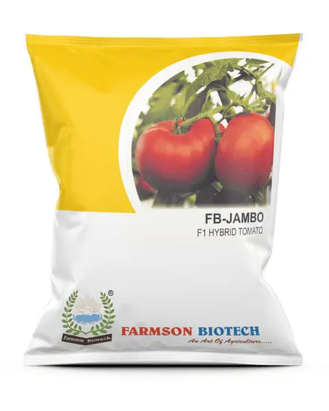FB-JAMBO F1 HYBRID TOMATO SEEDS (BIG ROUND AND RED)