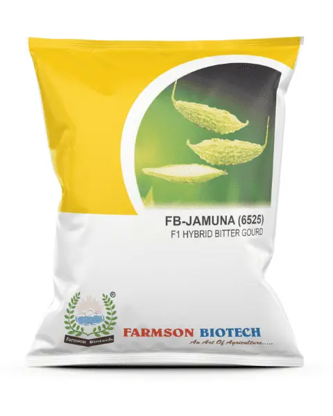 FB-JAMUNA (6525) F1 HYBRID WHITE BITTER GOURD SEEDS (SHORT)