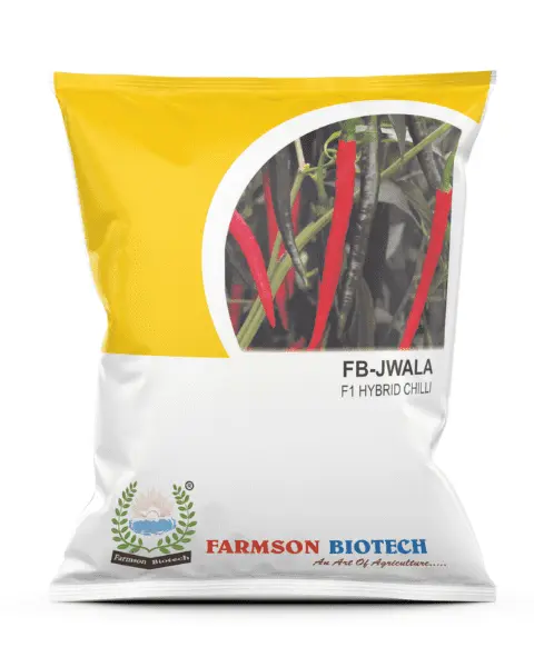 FB-JWALA F1 HYBRID CHILLI SEEDS (DUAL PURPOSE) (10 Gm)