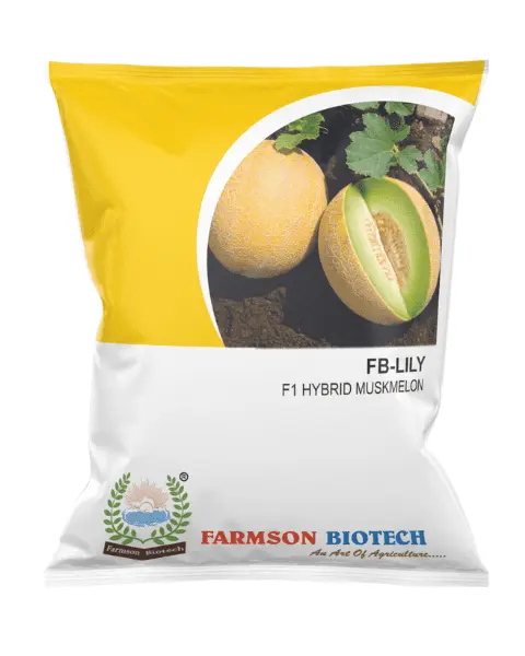 FB-LILY F1 HYBRID MUSKMELON SEEDS (25 Gm)