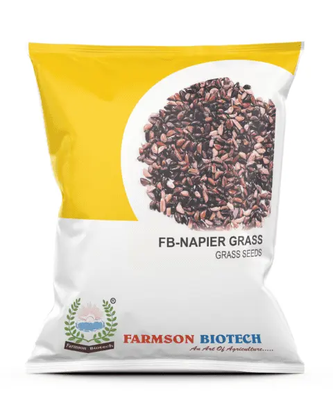 FB-NAPIER GRASS SEEDS (500 Gm)