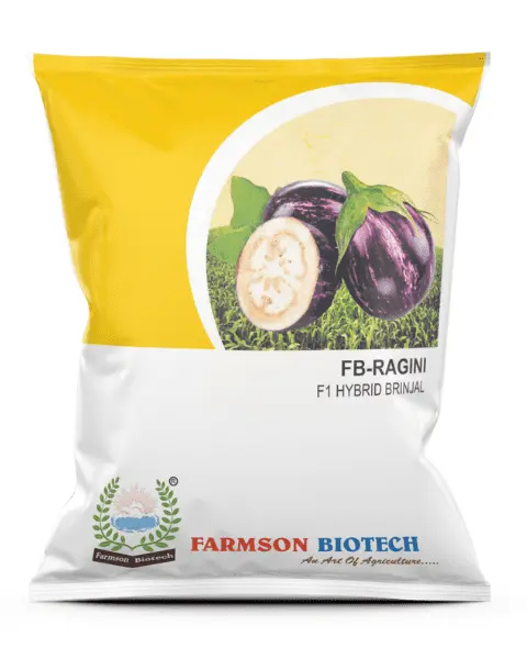 FB-RAGINI F1 HYBRID BRINJAL (EGGPLANT) SEEDS (10 Gm)