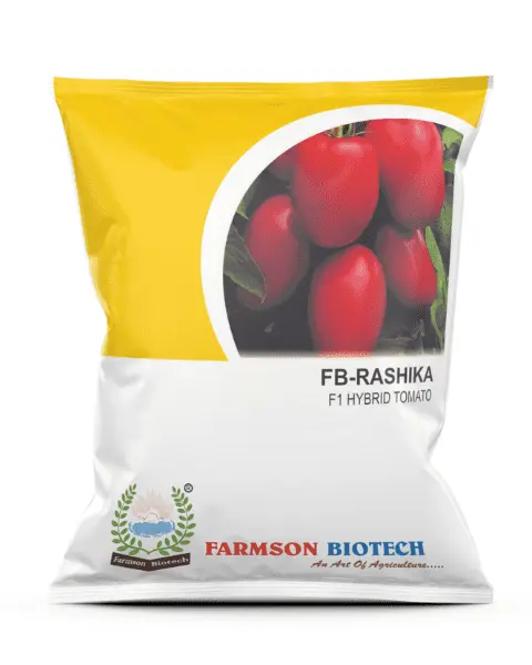 FB-RASHIKA F1 HYBRID TOMATO SEEDS