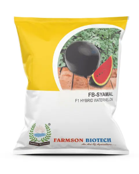FB-SHYAMAL F1 HYBRID WATERMELON SEEDS (25 Gm)