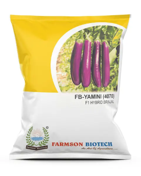 FB-YAMINI (4070) F1 HYBRID BRINJAL SEEDS (10 Gm)