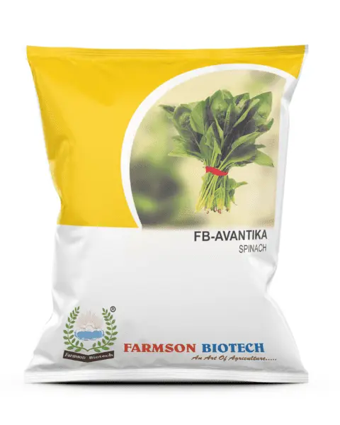 FB-AVANTIKA SPINACH SEEDS