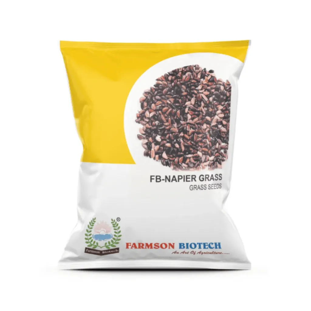 FB-Napier Grass (500 Gm)