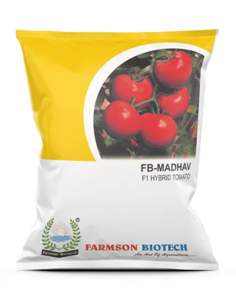 FB-MADHAV F1 HYBRID TOMATO SEEDS (ROUND AND RED) (10 Gm)