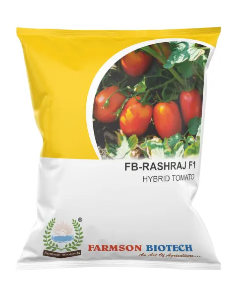 *FB-Rashraj F1* Hybrid Tomato
