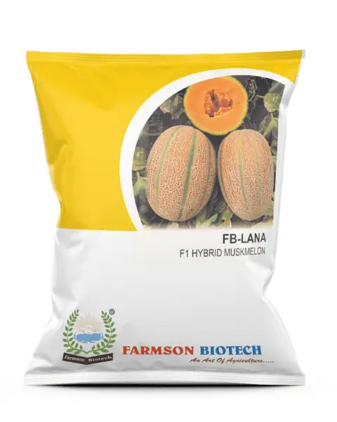FB- LANA F1 HYBRID MUSKMELON SEEDS (50 Gm)