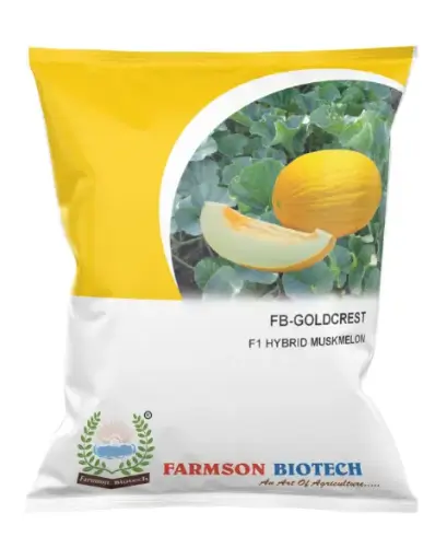 FB-GOLDCREST F1 HYBRID MUSKMELON SEEDS 