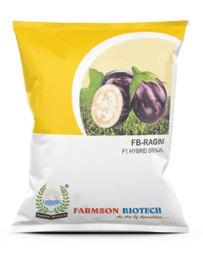FB-RAGINI F1 HYBRID BRINJAL (EGGPLANT) SEEDS