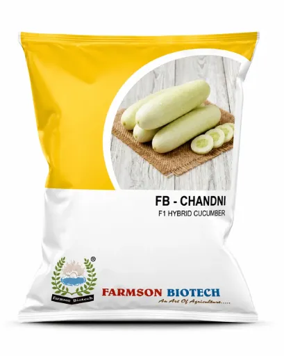FB-CHANDNI F1 HYBRID WHITE CUCUMBER